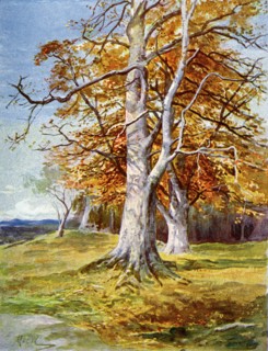 'Beech Tree, Autumn', 1900. Artist: Unknown