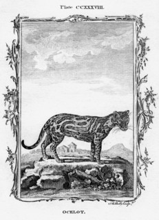 Ocelot.Artist: A Bell