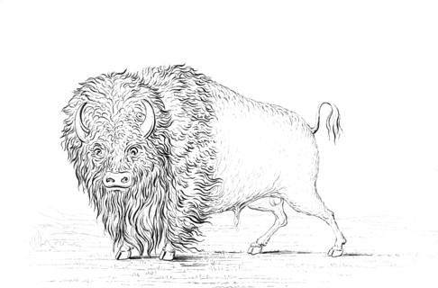 Buffalo, 1841.Artist: Myers and Co