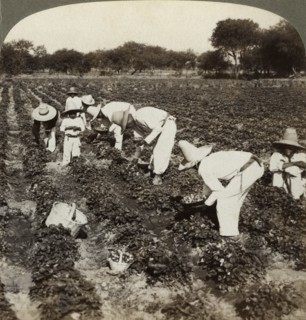 Strawberry field, Irapuato, Mexico.Artist: Underwood & Underwood