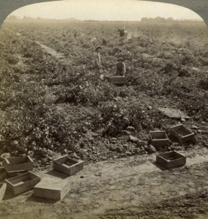 Drying raisins, Fresno, San Joaquin Valley, California, USA.Artist: Underwood & Underwood