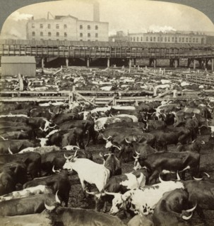 Cattle, Great Union Stock Yards, Chicago, Illinois, USA.Artist: Underwood & Underwood