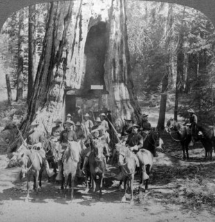 Cavalry passing through the great tree 'California', California, USA.Artist: Underwood & Underwood