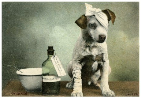 Dog in bandages. Artist: Unknown
