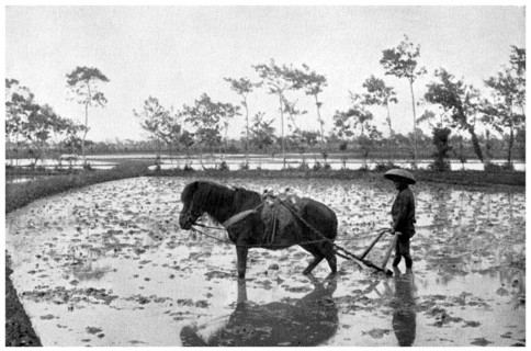 Raking a rice field, Japan, 1904. Artist: Unknown