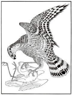 Falcon and egret, 16th century (1886). Artist: Unknown