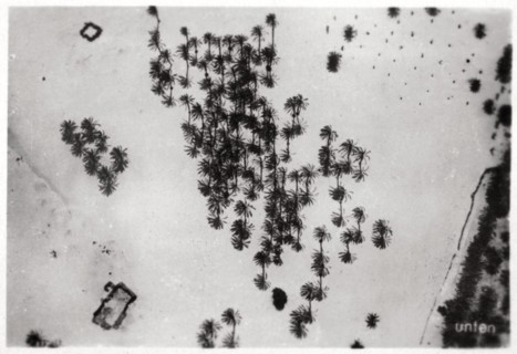 Aerial view of palm shadows in the Arabian desert, from a Zeppelin, 1931 (1933). Artist: Unknown