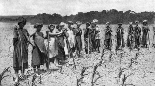 Women hoeing a field of maize, South Africa, c1923. Artist: Unknown
