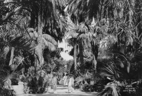 Date palms, Palermo, Sicily, Italy, c1920s-c1930s(?). Artist: Unknown