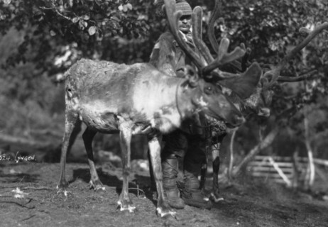 Local man with a reindeer, Lyngen, northern Norway, c1920s-c1930s(?). Artist: Unknown