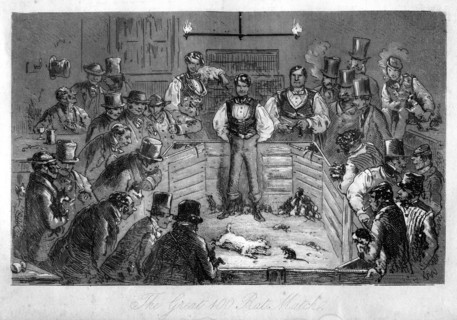 'The Great 100 Rat Match', 19th century(?). Artist: Unknown