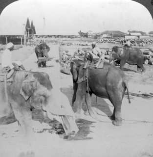 Elephants working in a timber yard, India, c1900s(?).Artist: Underwood & Underwood