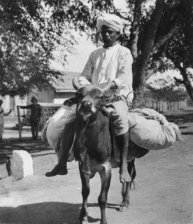 The laundry man, India, late 19th or early 20th century.  Artist: Cavanders Ltd