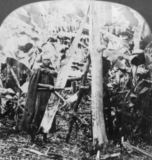 Peeling bark for making bark cloth, Uganda, late 19th or early 20th century. Artist: Keystone View Company