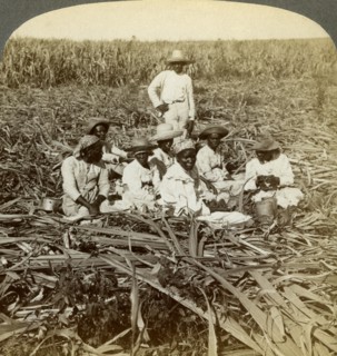 On 'La Union' sugar plantation, San Luis, Santiago Province, Cuba, 1899.  Artist: Underwood & Underwood