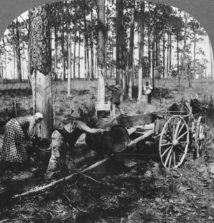 In a great pine forest, collecting turpentine, North Carolina, USA, late 19th or early 20th century. Artist: Keystone View Company