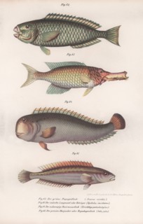 Green Parrotfish. Indian longmouth, Rasirnesser, Wrasse, c.1850s. Artist: Unknown.