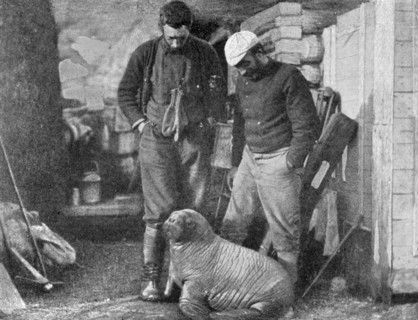 Walrus cub, 1899.  Artist: Frederick George Jackson