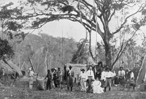 Paraguayan tea gathering, Paraguay, 1911. Artist: Unknown