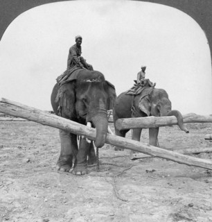 Elephants working in a lumber yard, Rangoon, Burma, 1908. Artist: Stereo Travel Co