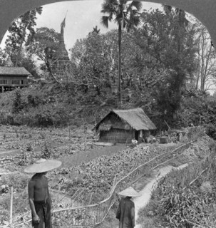 A vegetable garden amidst pagodas, Bhamo, Burma, 1908. Artist: Stereo Travel Co