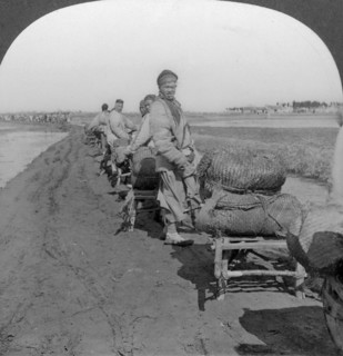 'Conveying salt to the interior by wheelbarrow train', China, 1907. Artist: Keystone View Company