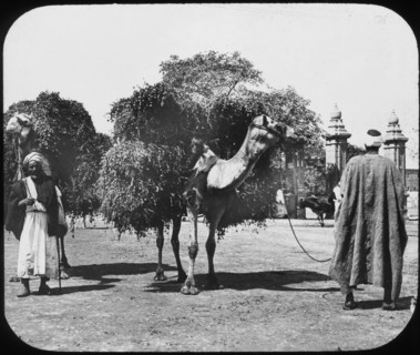 Camels carrying fodder, Egypt, c1890.  Artist: Newton & Co
