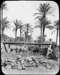 Water wheel, Egypt, c1890. Artist: Newton & Co