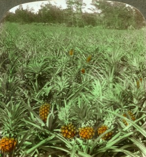 'Where the luscious pineapple grows', Florida, USA, 1896.  Artist: Underwood & Underwood