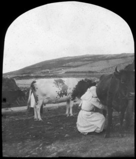 Milking, late 19th or early 20th century. Artist: Unknown