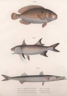 Two-spot Bimaculus, African Redfin, Common Barracuda, c.1850s. Artist: Unknown.