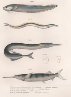 Common snake fish.  Common sand eel. Common Hornhecht. Brazilian halfbeak, c.1850s. Artist: Unknown.