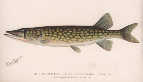 The Pickerel (Lucius Reticulatus. Le Sueur.), c.1920s. Artist: Unknown