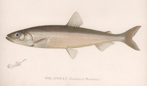 The Smeet (Osmerus Mordax.), c.1920s. Artist: Unknown
