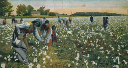 Cotton Picking, Augusta, Georgia, c1900. Artist: Unknown