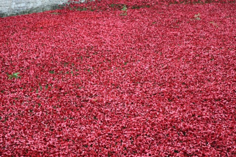'Blood Swept Lands and Seas of Red', Tower of London, 2014.  Artist: Sheldon Marshall
