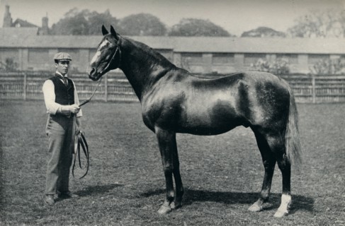 Thoroughbred racehorse, Bend Or, c1880. Artist: Unknown
