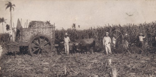 Corte de Canna. - Gathering Sugarcane. Cuba, c1900. Artist: Unknown