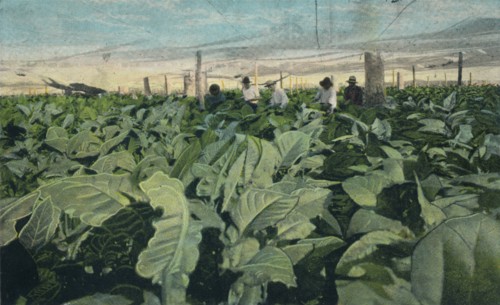 Growing Tobacco, Cuba, 1909. Artist: Unknown