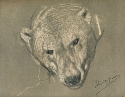 'Study of a Polar Bear's Head', c1901. Artist: John MacAllan Swan.
