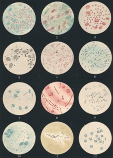 'Bacteria', c19th century. Artist: Unknown.