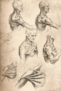 Anatomical drawing, c1472-c1519 (1883). Artist: Leonardo da Vinci.