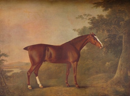 'A Dark Chestnut', 1788. Artists: John Boultbee, Unknown.