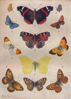 'Beautiful Butterflies of the British Isles', c1934. Artist: Unknown.