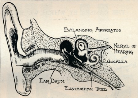 'Delicate Mechanism of the Ear', c1934. Artist: Unknown.
