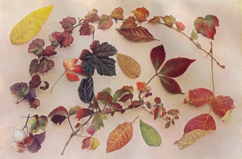 'Autumn Tints', c1903. Artist: John Swain & Son.