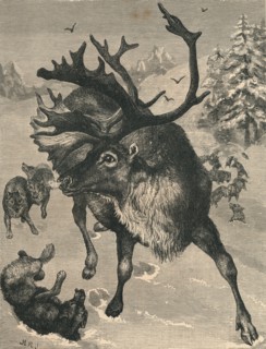 'The Reindeer', c19th century. Artist: Unknown.
