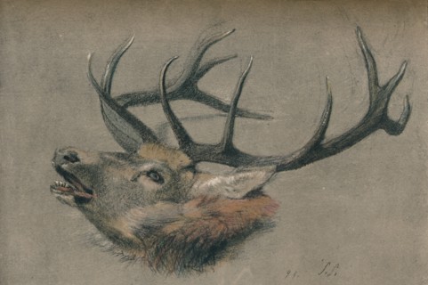 'Study of a Stag's Head', c1901. Artist: John Sydney Steel.