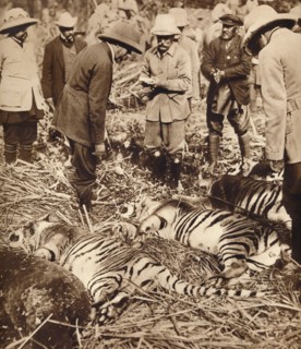 A royal bag of tigers, 1911 (1935).  Artist: Unknown.