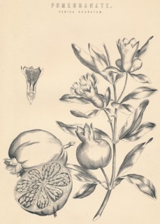 'Pomegranate', c19th century. Artist: Unknown.